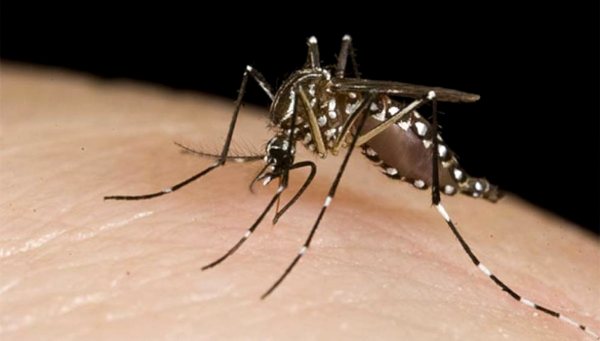mosqui2