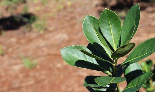 yerba-mate-organiga