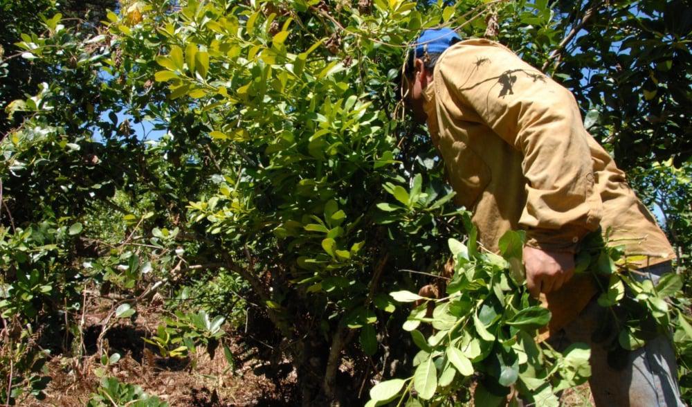 cosecha-tarefero-Yerba-mate-planes-sociales-mano-de-obra
