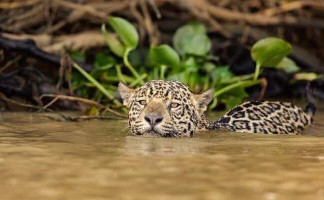 biodiversidad-650x403
