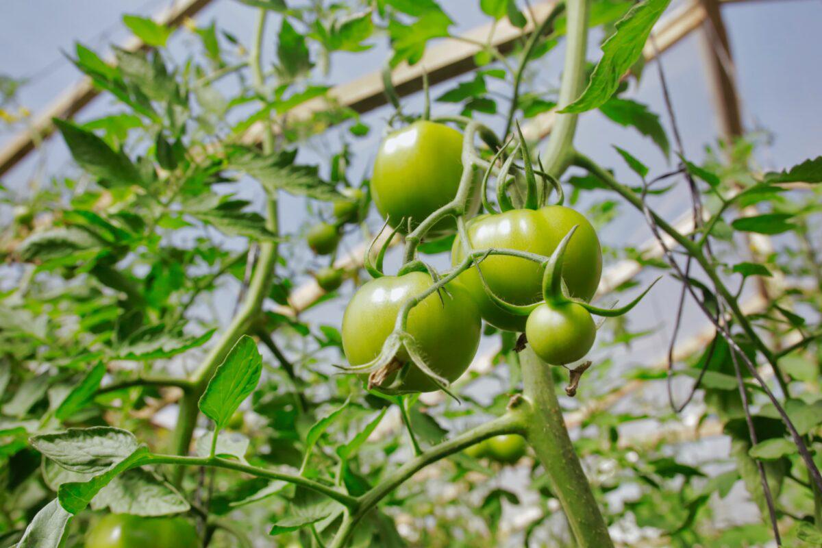 Produccion-de-tomates-biofabrica-1