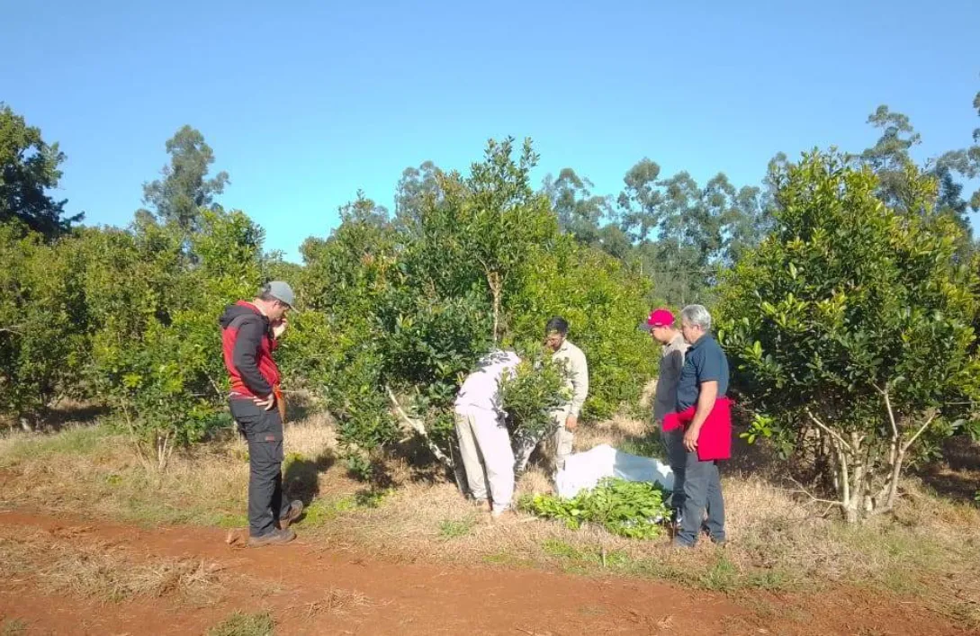 yerba-productores