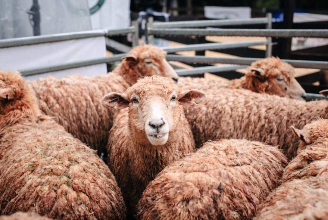 Cria-de-ovejas-y-cabras-2-1089x730