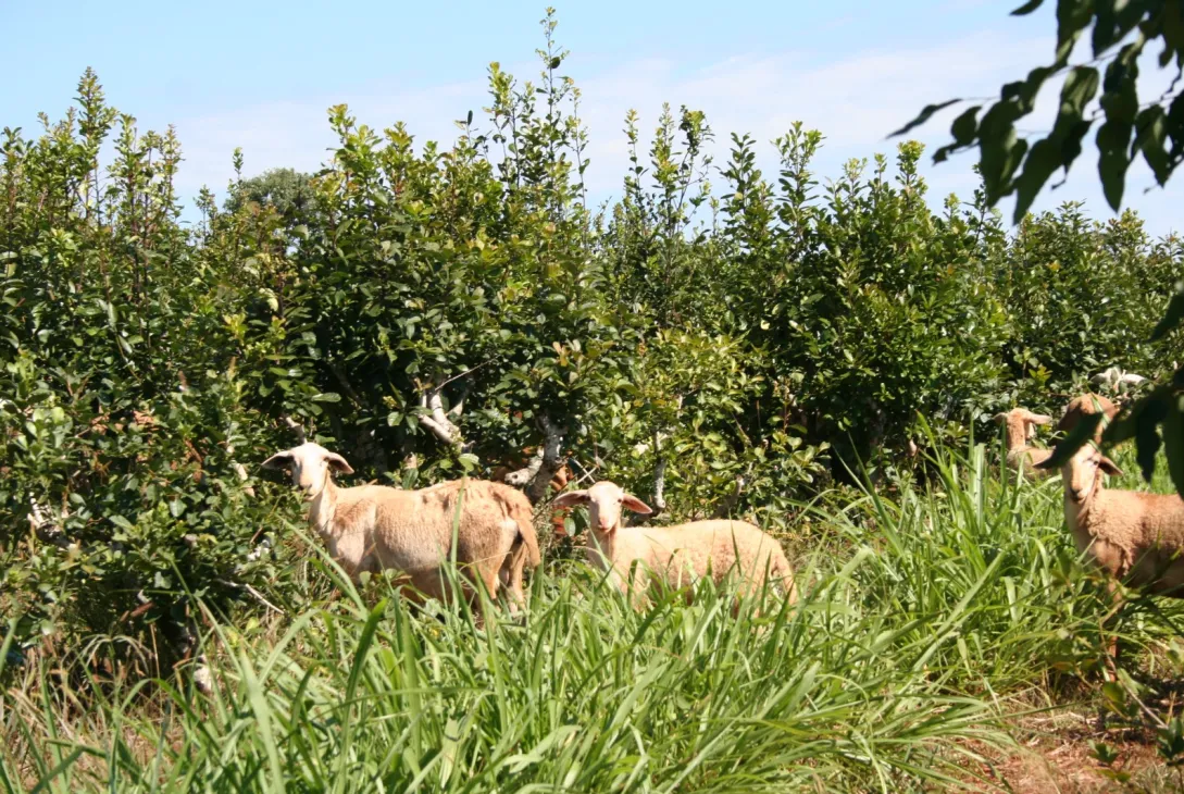 yerba-y-ovejas-2
