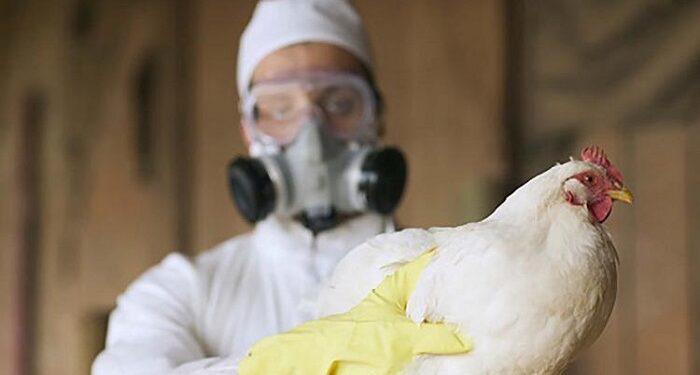 Argentina-libre-de-influenza-aviar-700x375