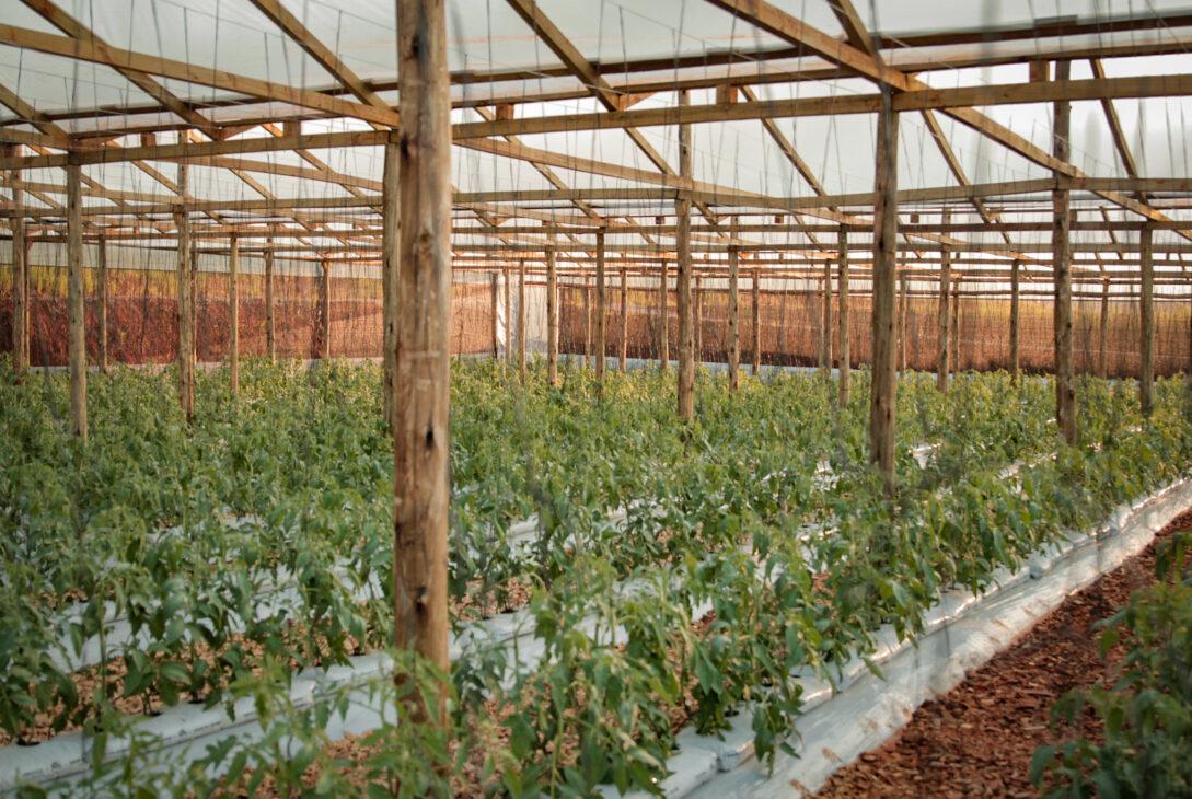 Tomate-centro-horticola-5-1089x730