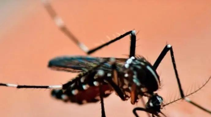 aedes.jpg