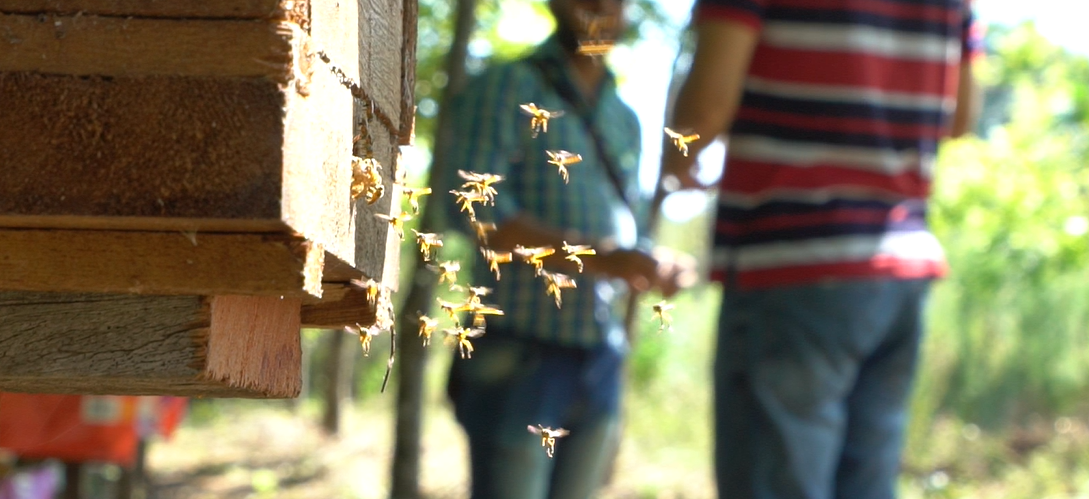 ABEJAS-MIEL-2
