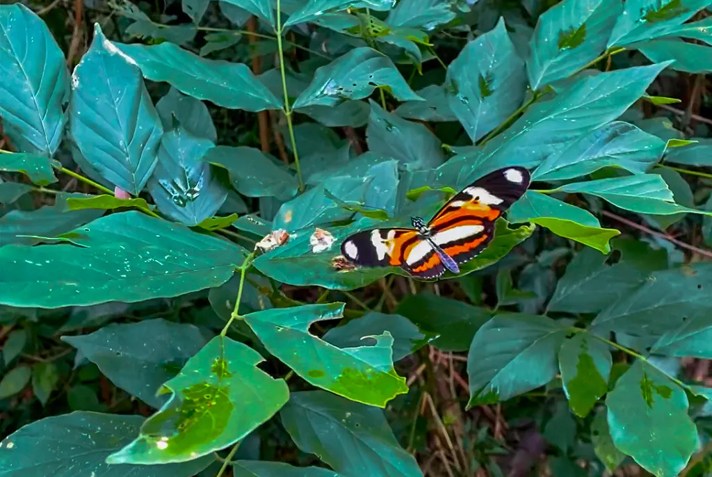 mariposa