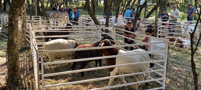 Expo-Cuenca-caprina-ovina-Profundidad