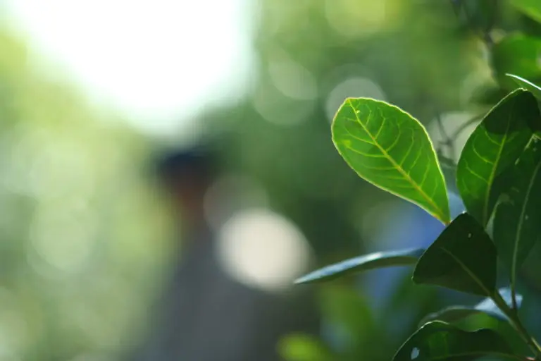 hoja-de-yerba-mate-2020-1-768x512.jpeg