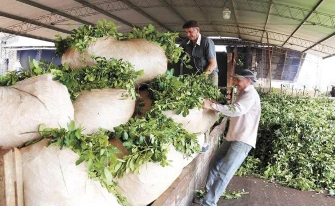 yerba-mercados-3-1089x671