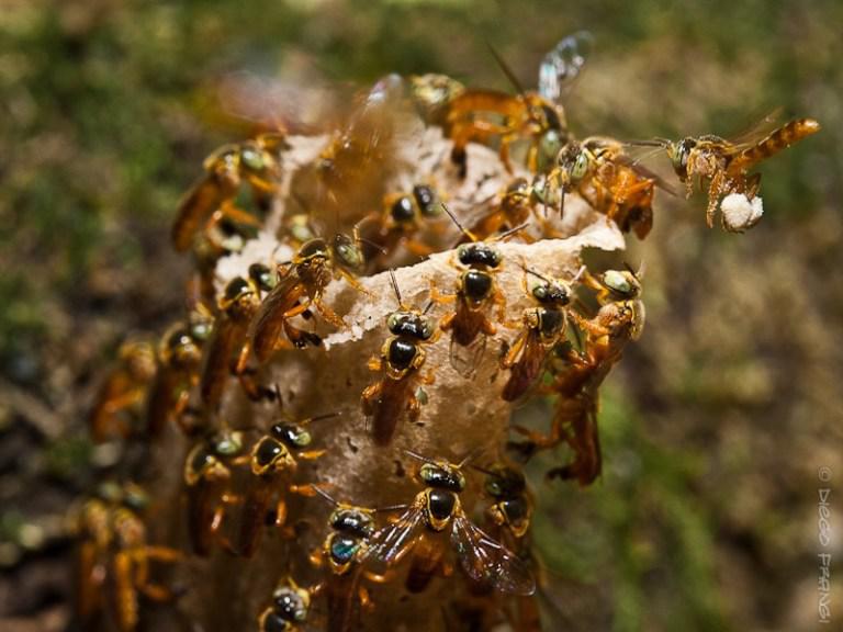 abejas-sin-aguijon
