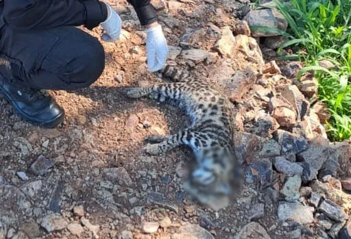 gato-tirica-1
