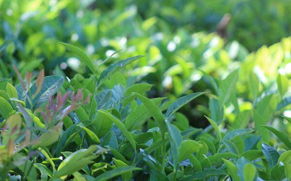 Hoja-verde-de-te-600x375