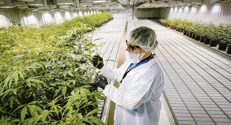 cannabis-biofabrica
