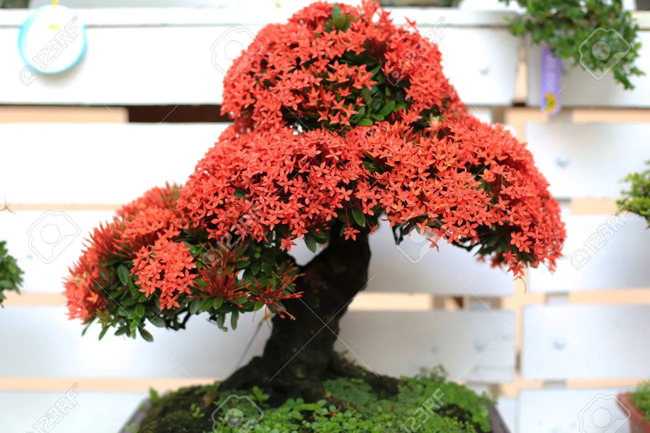 37425179-árbol-ixora-bonsai