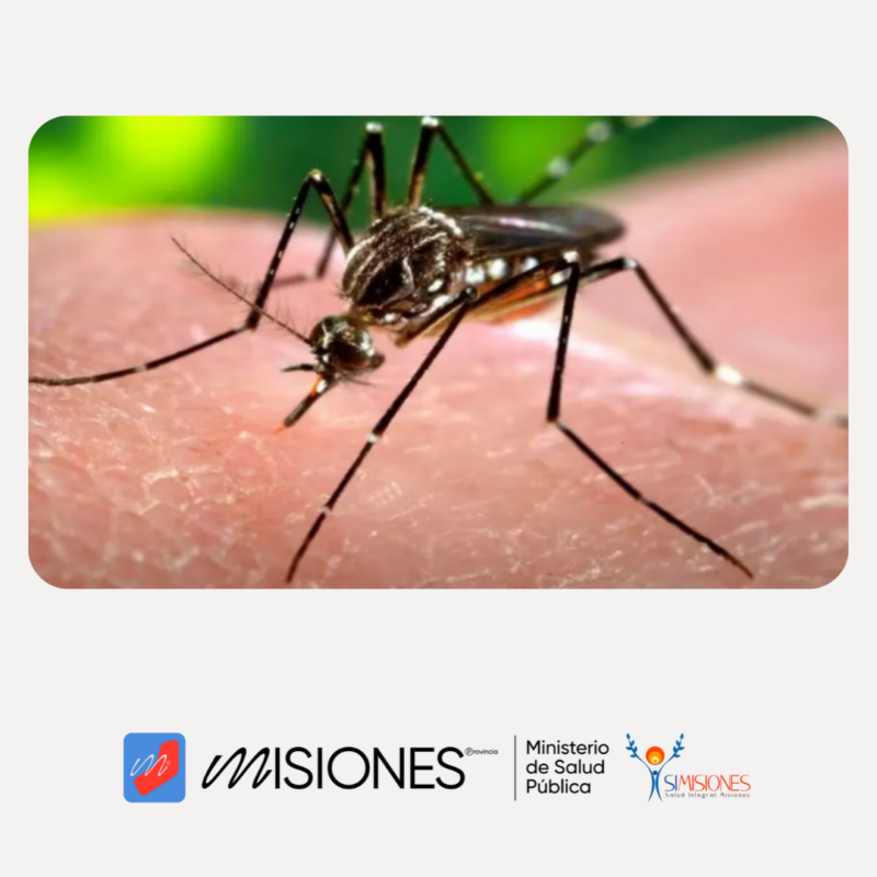 Dengue-