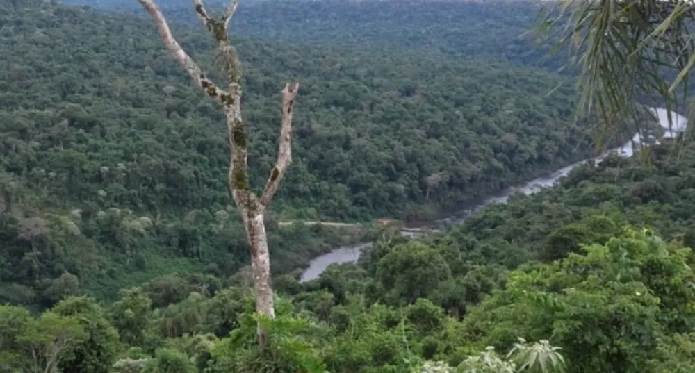 selva-1 (1)