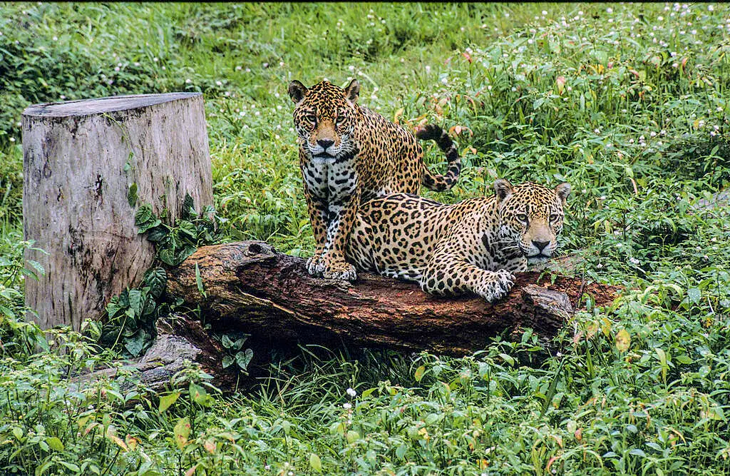 95b5c13f-jaguarete-credito-jhon-novis-greenpeace-3-1-1024x667-1