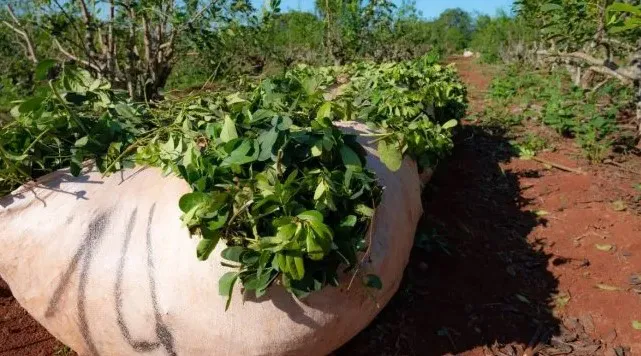 yerba-mate-ponchada-1