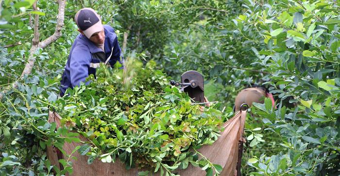 Produccion-de-Yerba-Mate-Misiones-