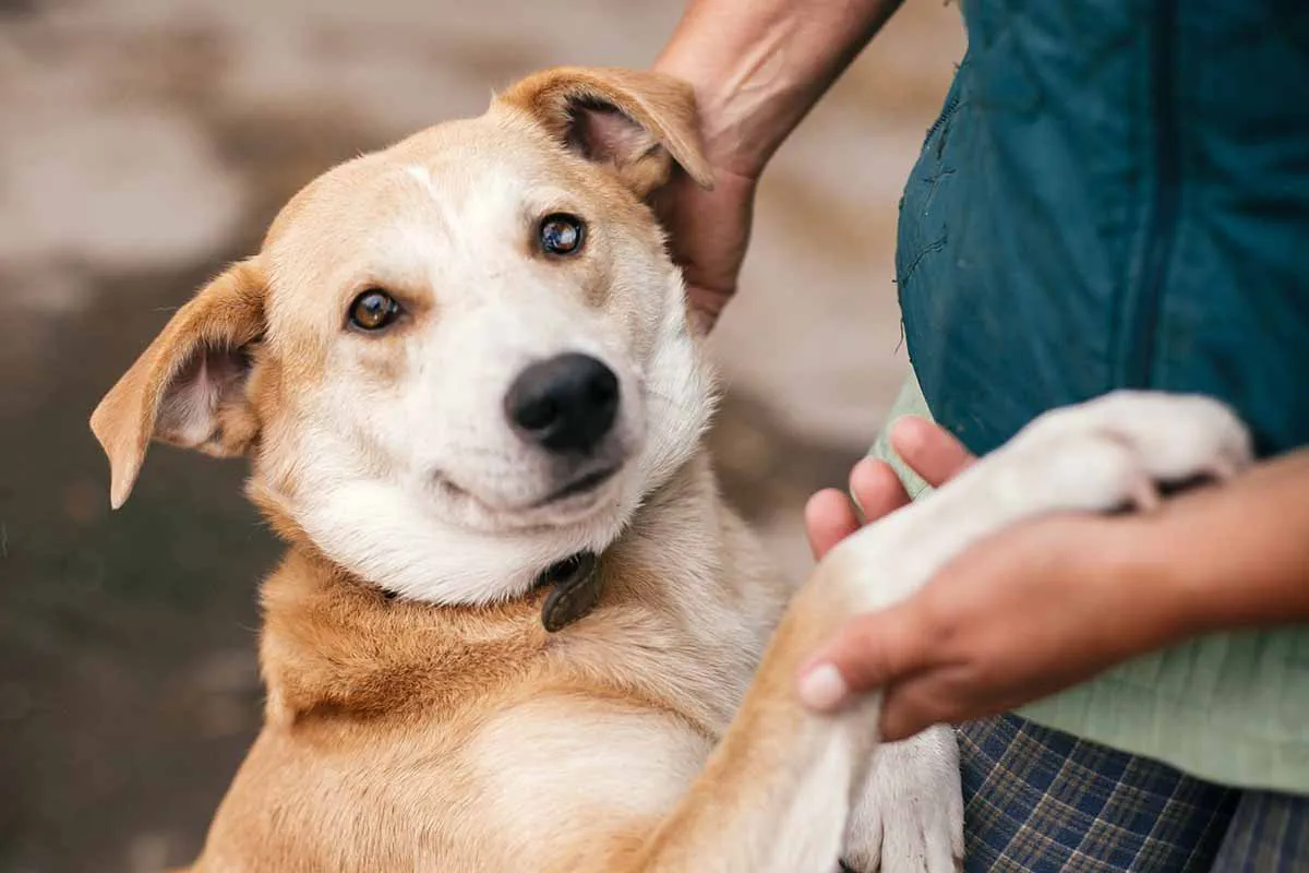 person-hugging-adorable-yellow-dog-with-funny-cute-2023-11-27-04-53-42-utc