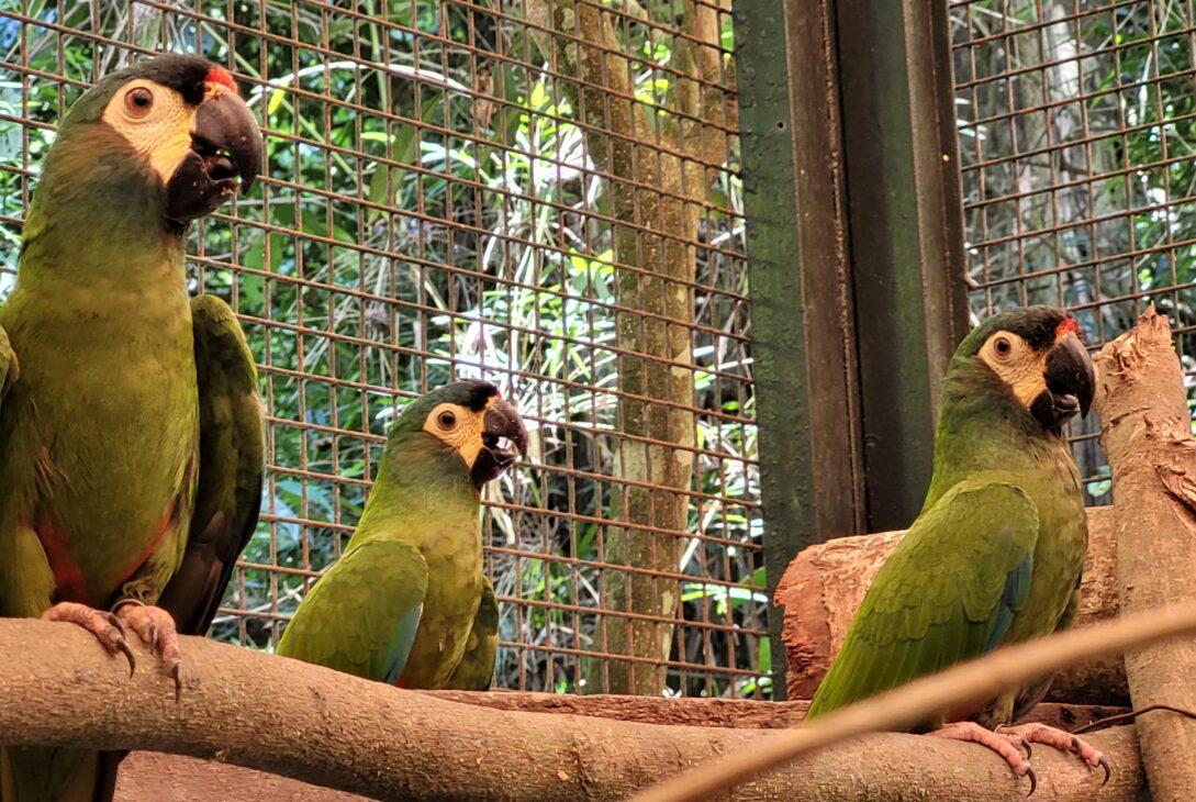 Proyecto-Maracana-Plantel-reproductivo-Aves-Argentinas-Ph_-Tatiana-Ruiz-Berman-1089x730