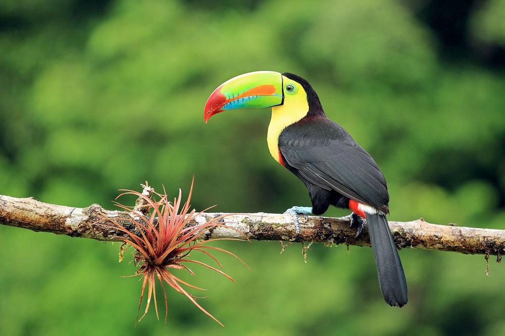 avistamiento-aves